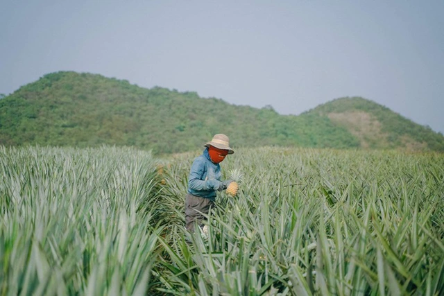 Dứa 'Đồng Giao' Ninh Bình hút người tiêu dùng thập phương